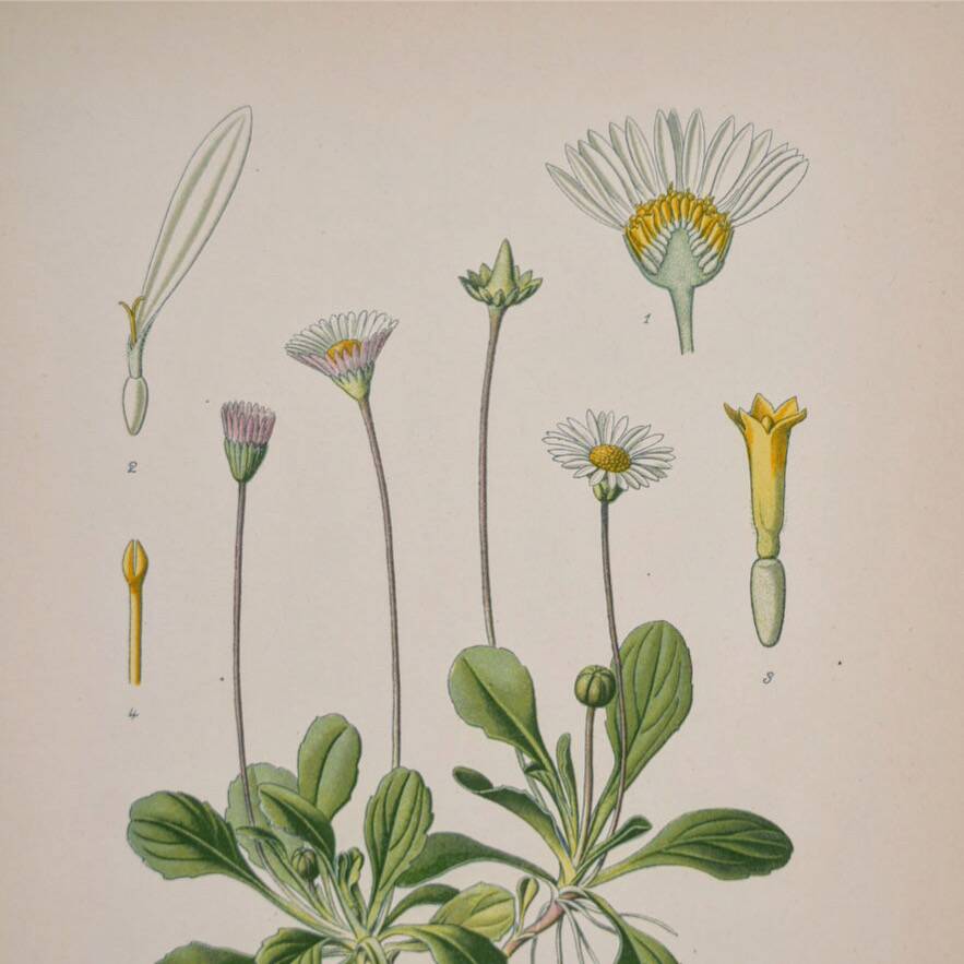 Old botanical plates in colour Perennial daisy