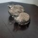 Silver-plated salt and pepper shakers