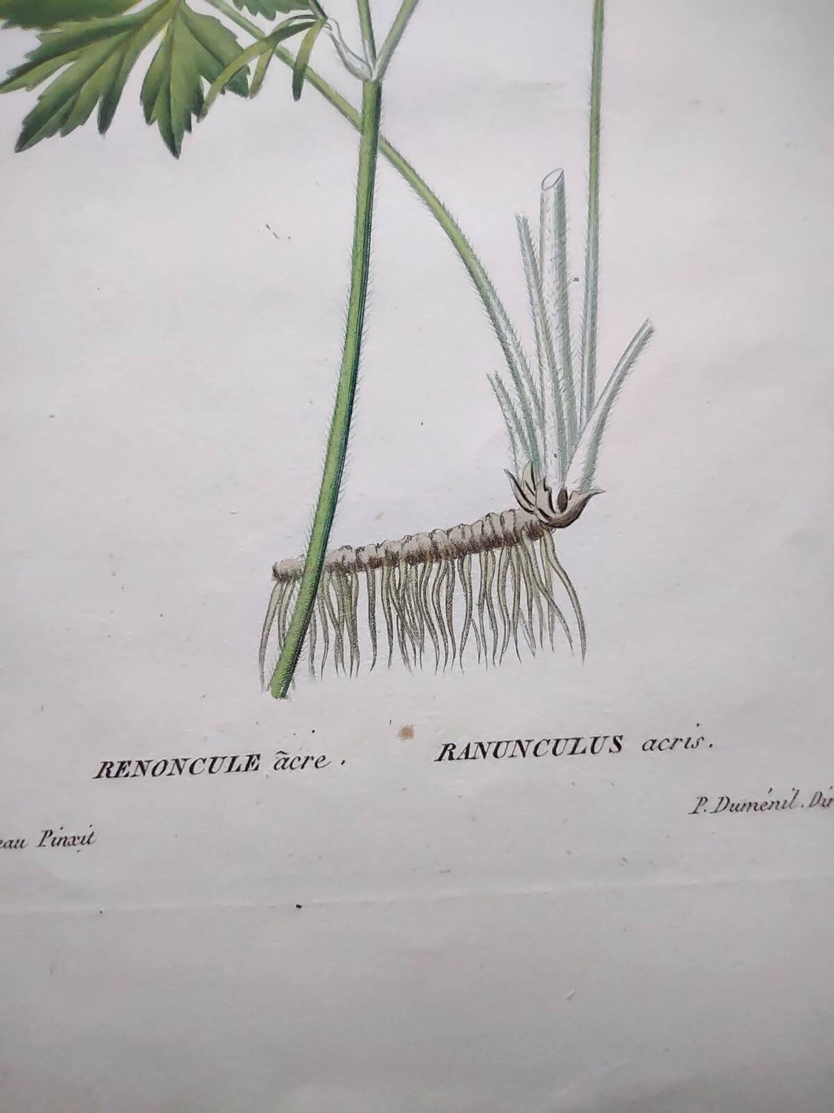 Gravure botanique de 1829 - Renoncule acre par Poiteau