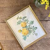 Old frame pink yellow Dreaded