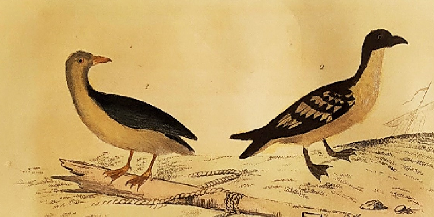 Original ornithological plate " Petrel ash - Checkerboard - Shearwater -&c... " Buffon (1837)