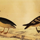 Original ornithological plate " Petrel ash - Checkerboard - Shearwater -&c... " Buffon (1837)