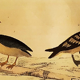 Original ornithological plate " Petrel ash - Checkerboard - Shearwater -&c... " Buffon (1837)