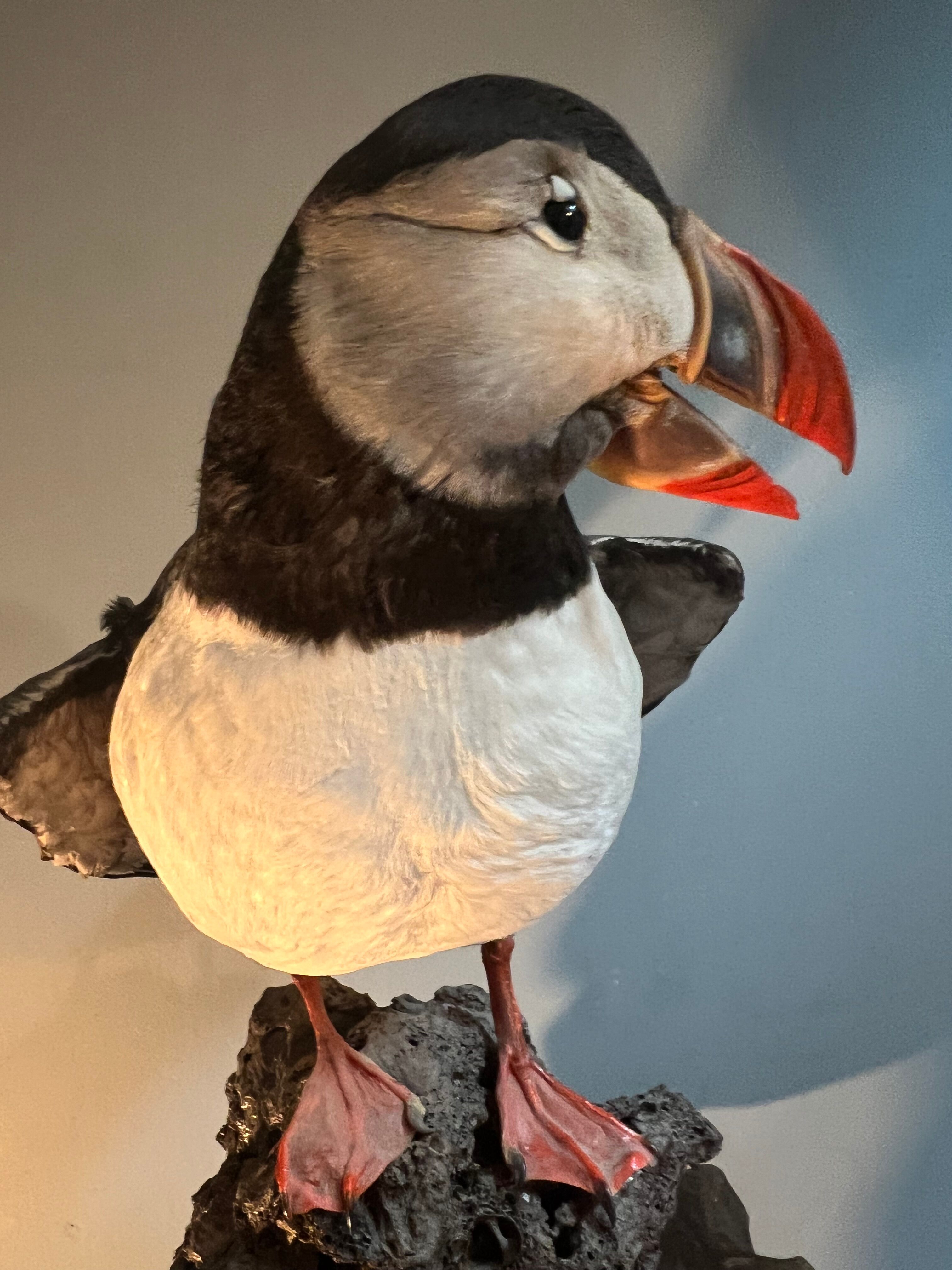 Puffin stuffed atlantic shearwaters