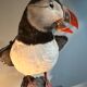 Puffin stuffed atlantic shearwaters
