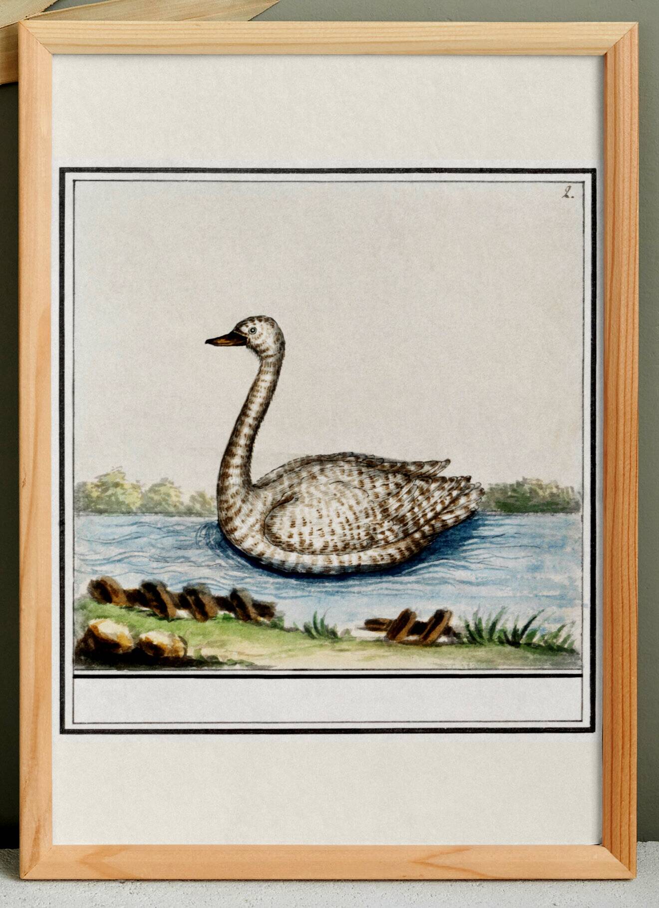 Small poster about the swan, after an old engraving from 1610.