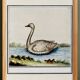 Small poster about the swan, after an old engraving from 1610.