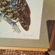 Framed tableau under glass, owl with butterfly wings.