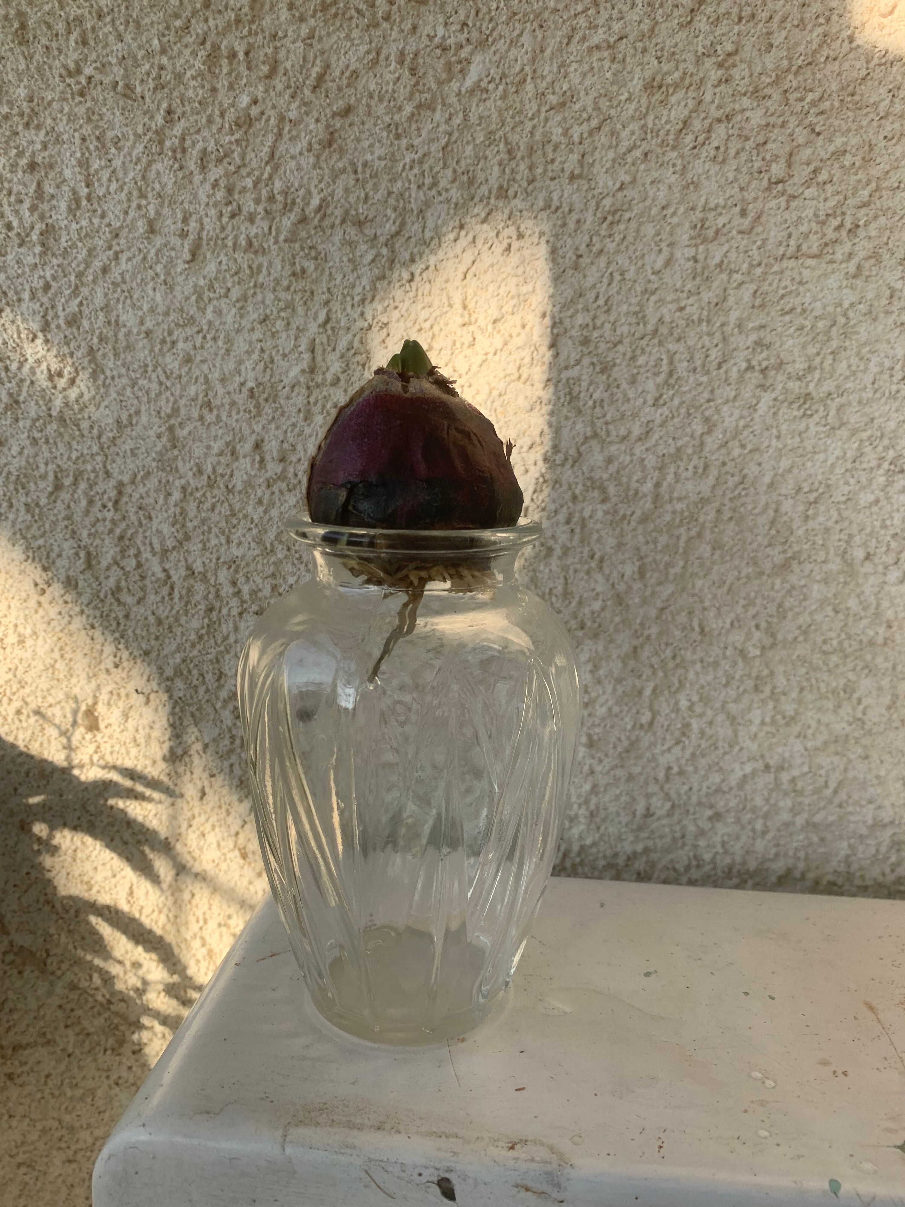 Hyacinth vase in molded transparent glass vintage pattern