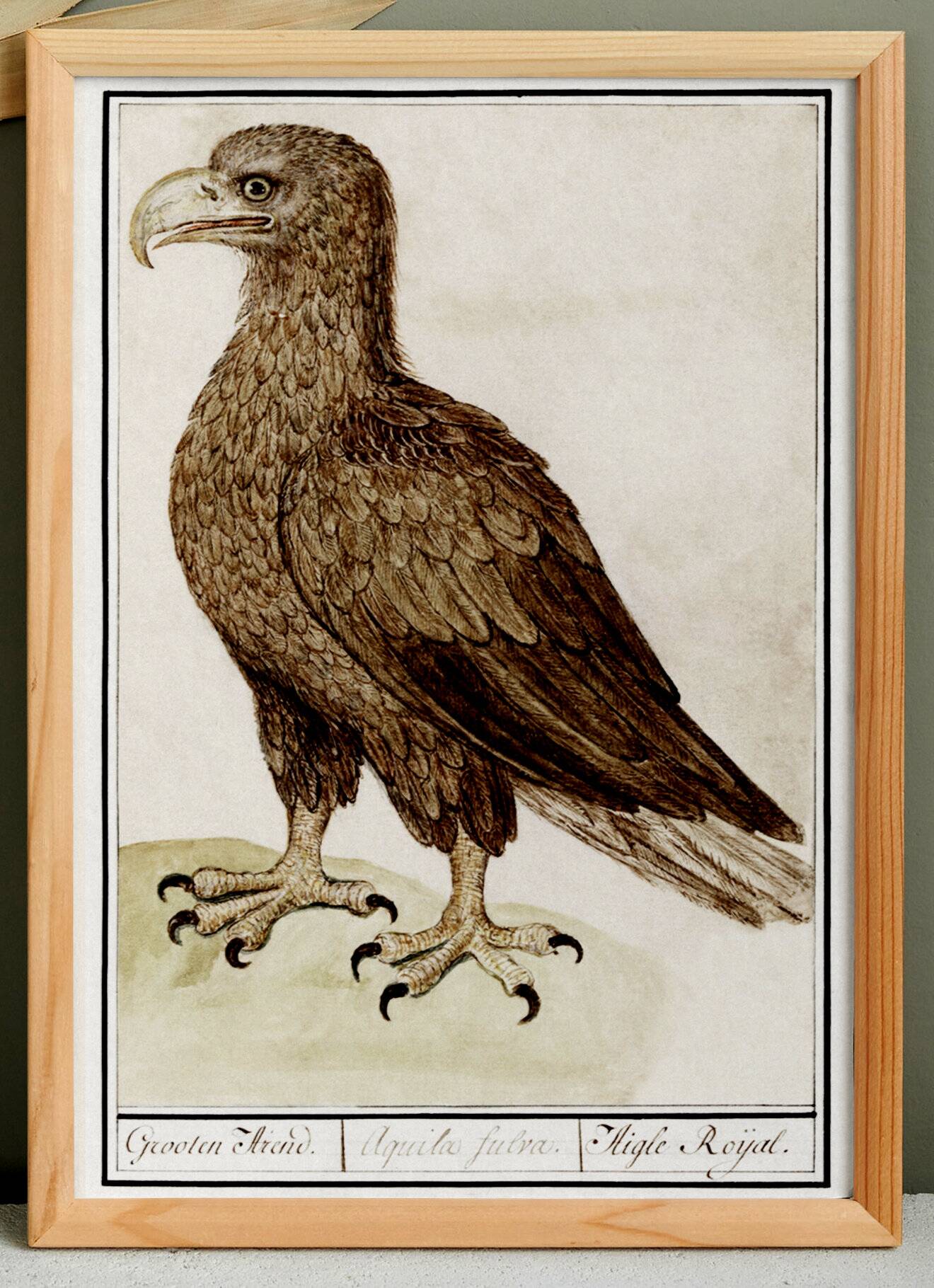 Small poster about the eagle, after an old engraving from 1610.