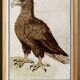 Small poster about the eagle, after an old engraving from 1610.