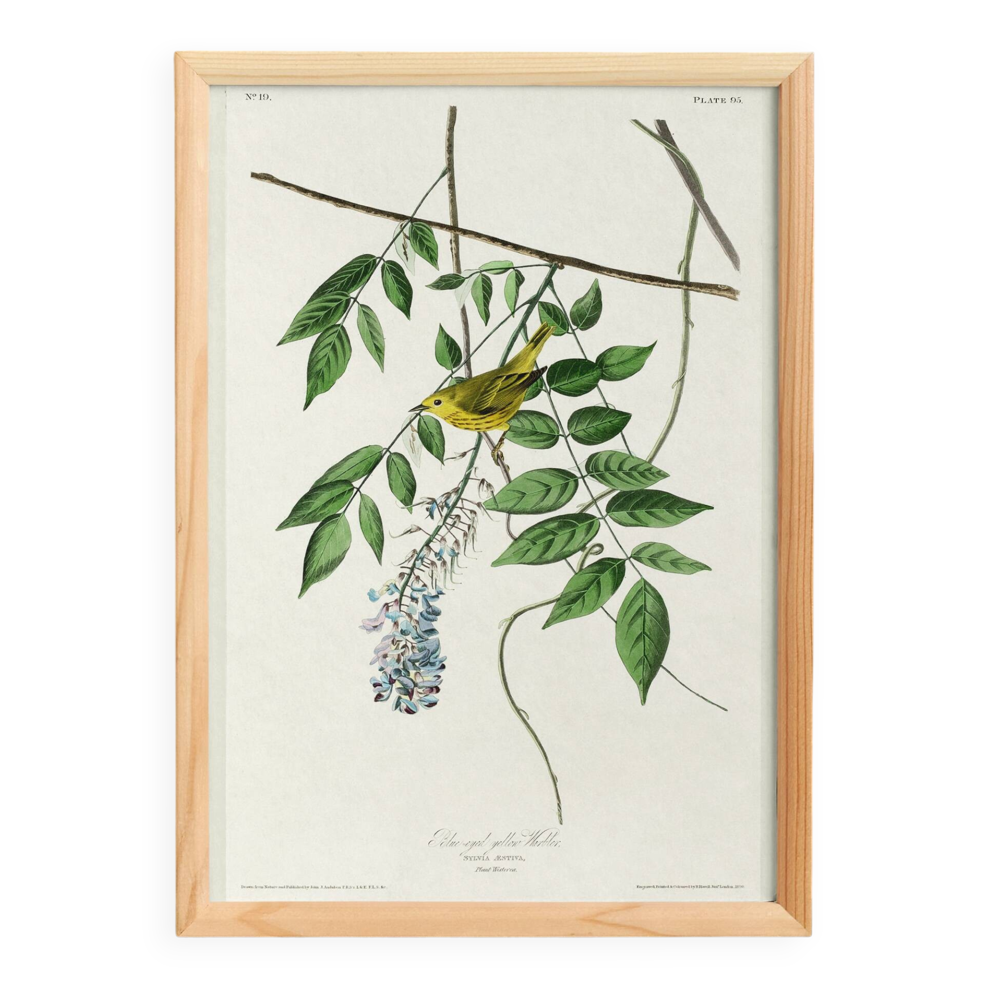 Poster about the Yellow Warbler, based on an old engraving from 1827.