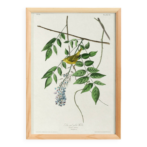 Affiche sur la Paruline jaune, d’après une gravure ancienne de 1827.