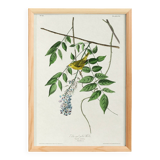 Poster about the Yellow Warbler, based on an old engraving from 1827.