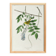 Poster about the Yellow Warbler, based on an old engraving from 1827.