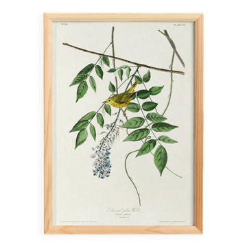 Affiche sur la Paruline jaune, d’après une gravure ancienne de 1827.