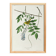 Poster about the Yellow Warbler, based on an old engraving from 1827.