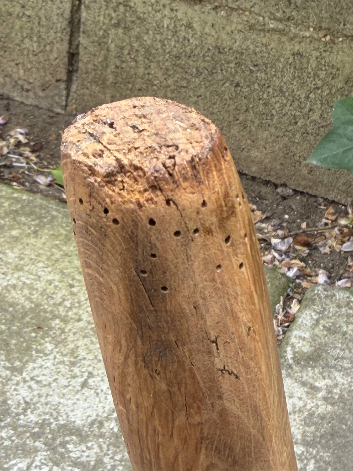 Brutalist tripod stool in solid elm from 1950.