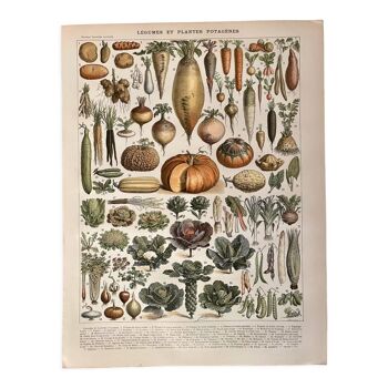 Lithographie sur les légumes et plantes potagères - 1900