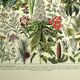 Gravure ancienne de 1928 - Plantes médicinales (2) par Millot. botanique