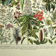 Gravure ancienne de 1928 - Plantes médicinales (2) par Millot. botanique