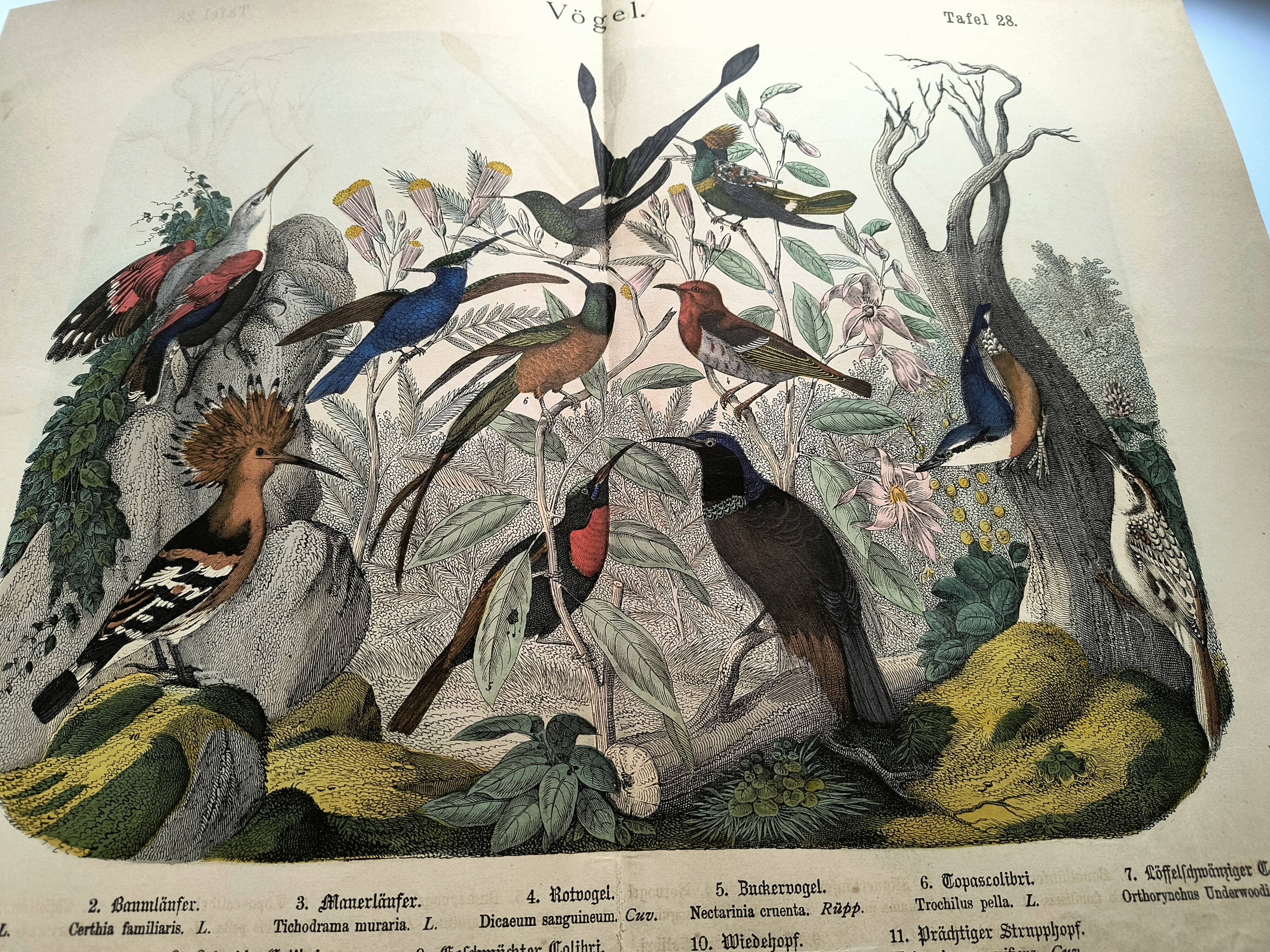 Old engraving from 1886 - Tropical and exotic birds - vintage plate