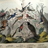 Old engraving from 1886 - Tropical and exotic birds - vintage plate