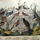 Old engraving from 1886 - Tropical and exotic birds - vintage plate