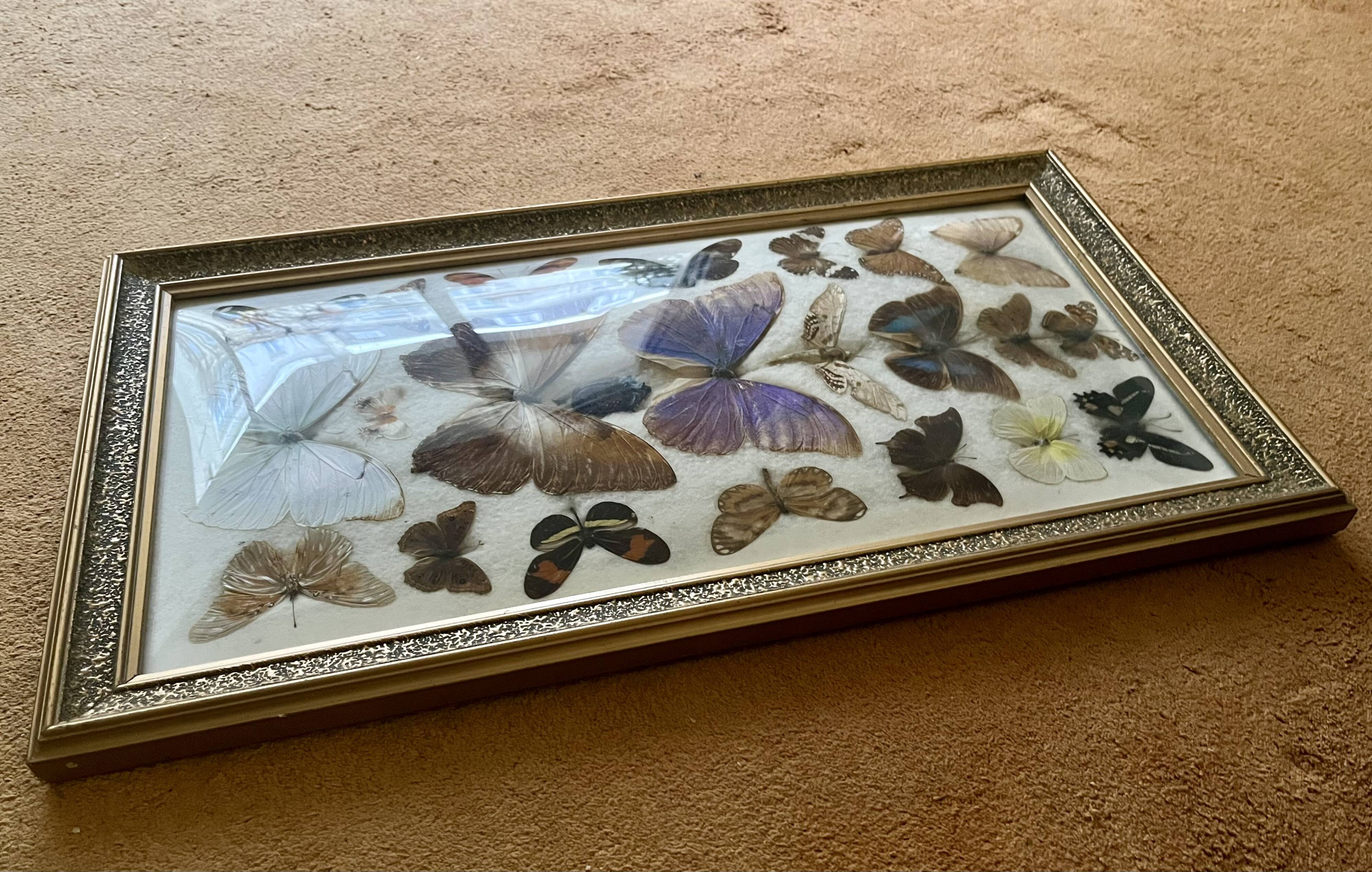 Large entomological frame - 27 mounted butterflies - Very good condition