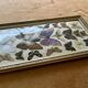 Large entomological frame - 27 mounted butterflies - Very good condition
