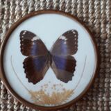 Naturalist duo, curiosity firm