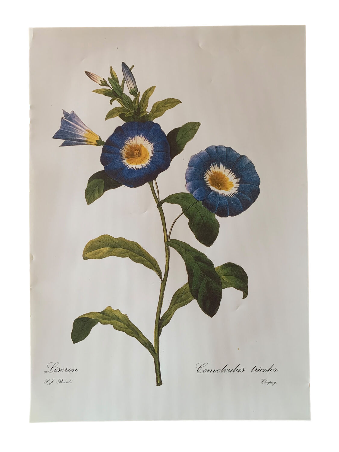 Vintage flower poster