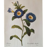 Vintage flower poster