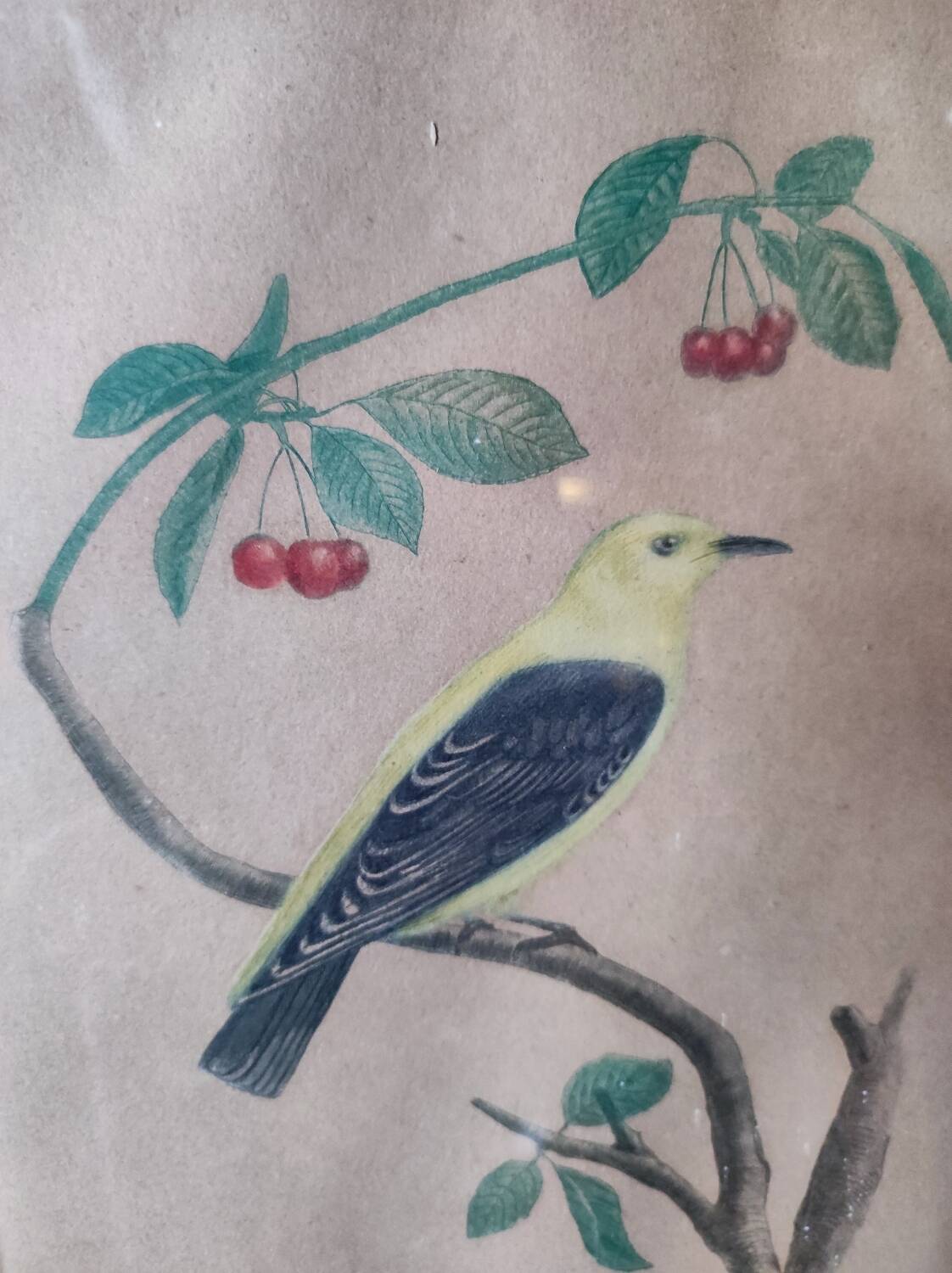 Colorized engraving, Loriot Jonquille, 19th century