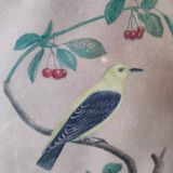 Gravure colorisée, Loriot Jonquille, 19e