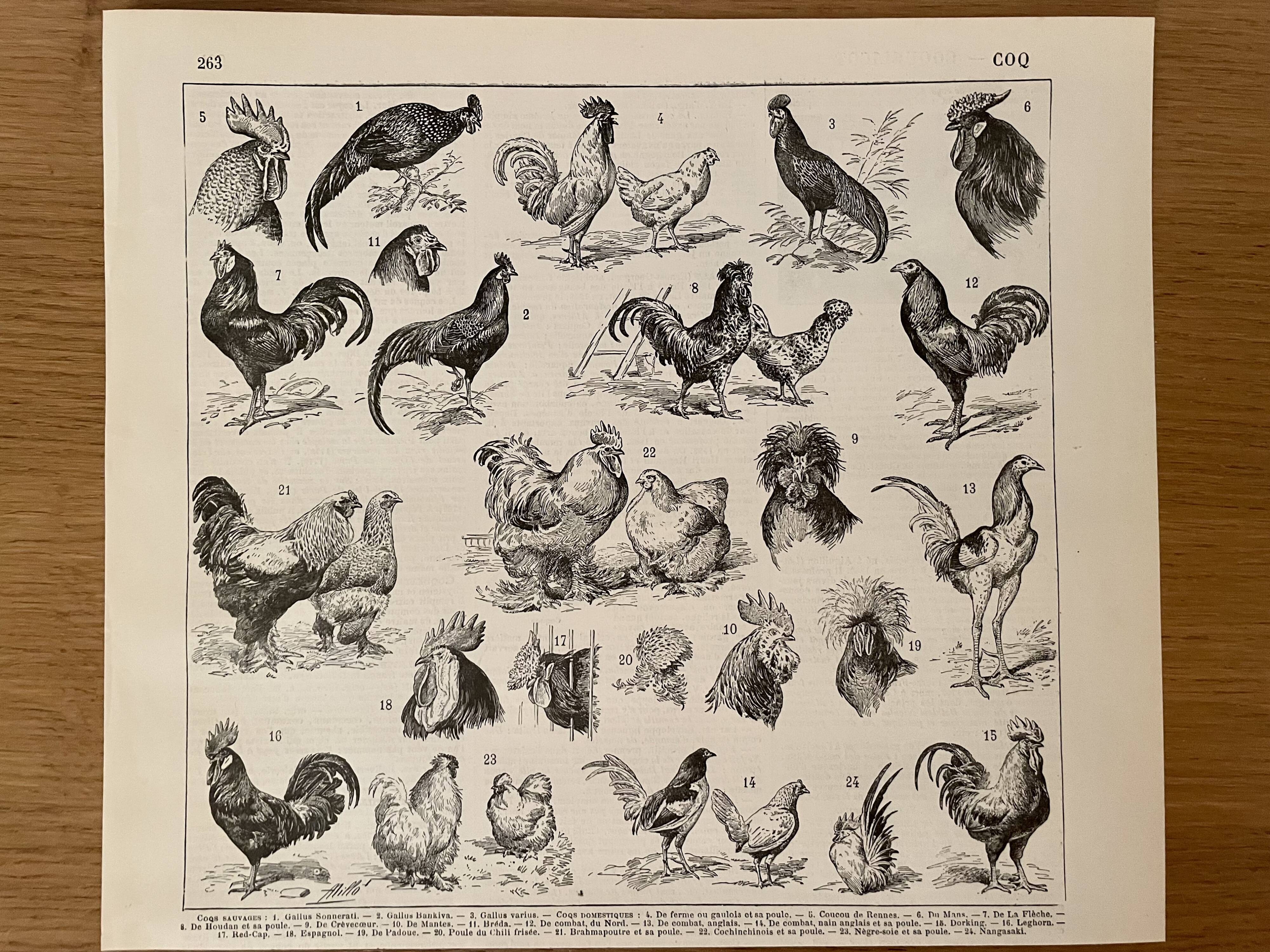 Lithographie gravure sur le coq de 1897