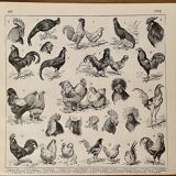 Lithographie gravure sur le coq de 1897