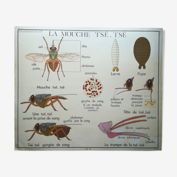Affiche pédagogique Rossignol "Les termites et la mouche Tsé-Tsé" vintage.