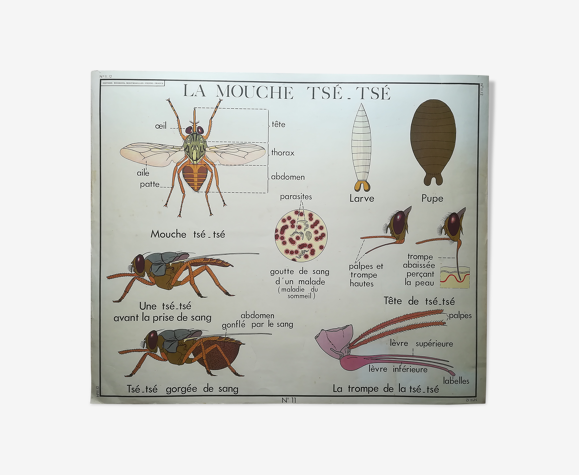 Rossignol pedagogical poster "Termites and the Tsé-Tsé fly" vintage. |  Selency