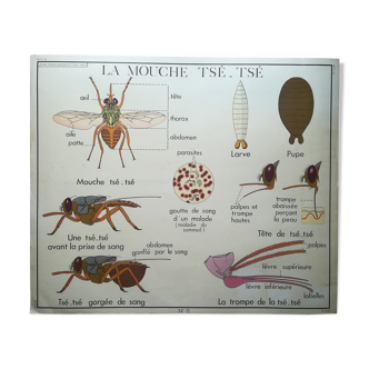 Affiche pédagogique Rossignol "Les termites et la mouche Tsé-Tsé" vintage.