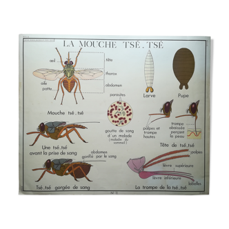 Rossignol pedagogical poster "Termites and the Tsé-Tsé fly" vintage.