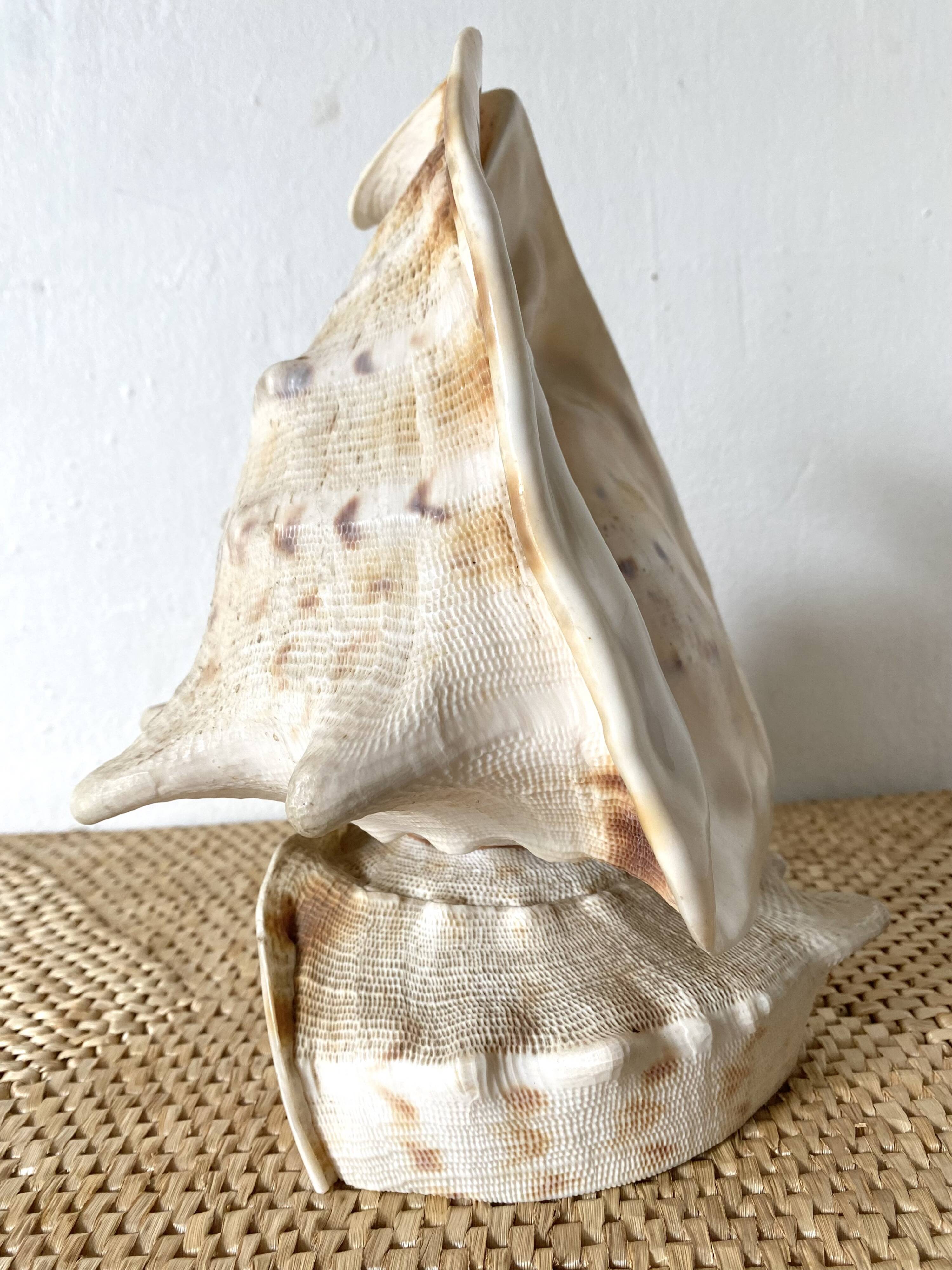 Lampe veilleuse en coquillage casque royal Tahiti