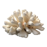 Corail