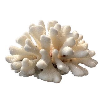 Corail