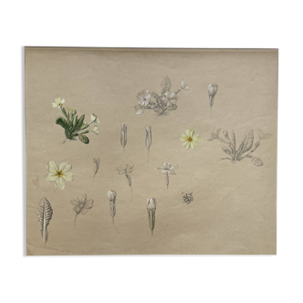 Marcel Corrette, Art Nouveau Floral Study of Primroses, Watercolor