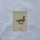 Botanical Plate Engraving of Birds, Naturalist, 19th Century, Double-sided A