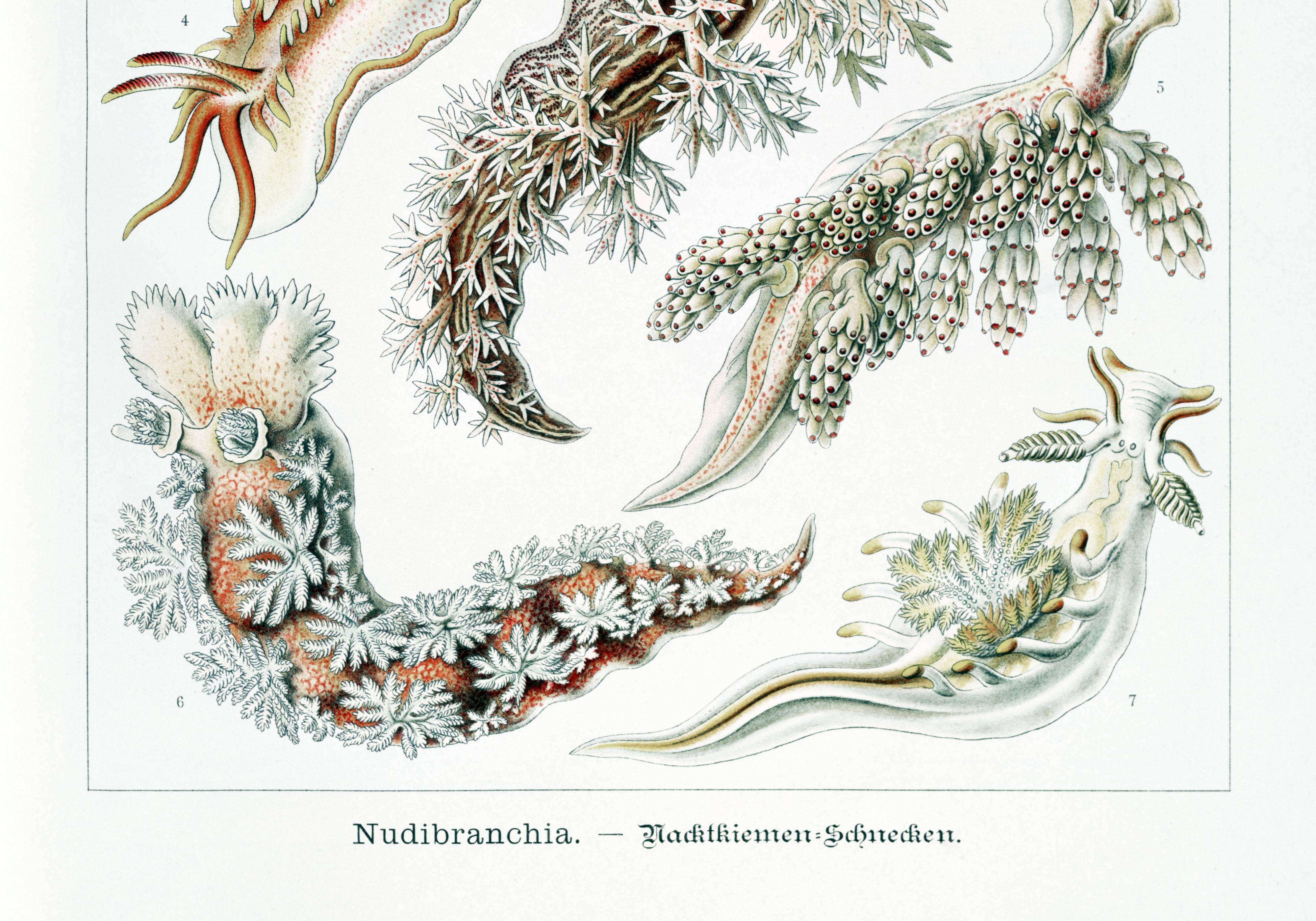 Poster about sea slugs, based on an old lithograph from 1904.
