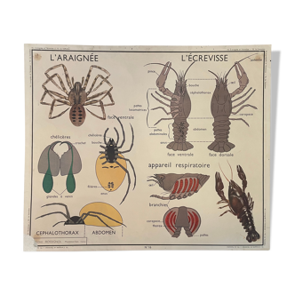 Affiche scolaire Le Hanneton, L'écrevisse et L'araignée Montmorillon Rossignol