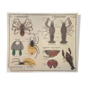 Affiche scolaire Le Hanneton, L'écrevisse et L'araignée Montmorillon Rossignol