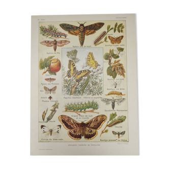 Gravure Originale de 1922 - Papillon - Planche  entomologique  ancienne avec chenille et espèces ,